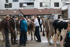 350 Kühe, Kälber und Pferde wurden vorgeführt. (Bild: Roger Zbinden / Neue ZZ)