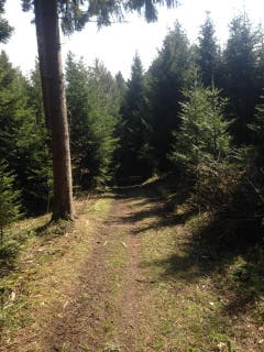 Herrlicher Wanderweg im Galgenwald bei Buholz (Bild: Fredi Meyer)