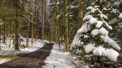 Verspäteter Weihnachtsbaum im Gütschwald (Bild: Erich Heiniger)
