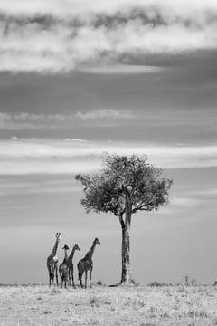 Auf der Shortlist in der Kategorie "Natur & Tiere" (Bild: Richard Garvey-Williams)