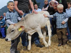 Impressionen von der Urner Grossviehschau in Altdorf. (Bild: Urs Hanhart)