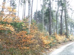 Noch viele Buchenblätter vom letzten Frühling. (Bild: Josef Habermacher)