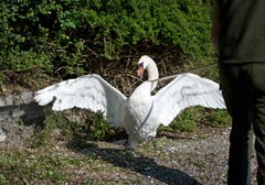 Damit der Schwan den «Eierstecher» nicht angreift, wird dieser mit einem Stock zurückgehalten. (Bild: Corinne Glanzmann (Neue NZ))