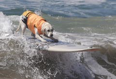 Bei einem Surf-Wettbewerb für Hunde standen viele der vierbeinigen Teilnehmer ganz allein auf den Brettern. (Bild: Keystone)