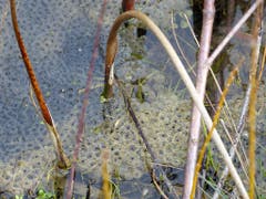 Teich Impressionen! (Bild: Josef Lustenberger)