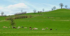 Zwar spärlich noch ist das junge Gras, doch freut sich daran nicht nur der Osterhas! (Bild: Niklaus Rohrer)