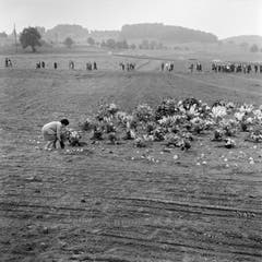 Blumen an der Gedenkfeier in Dürrenäsch für die Opfer der Flugzeugkatastrophe vom 4. September, aufgenommen am 15. September 1963. (Bild: Keystone / Str)