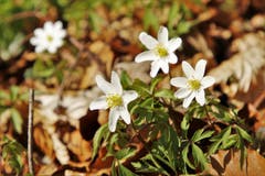 Buschwindröschen am Waldesrand (Bild: Irene Wanner)