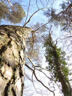 Frühling im Bogetenwald. (Bild: Josef Habermacher)