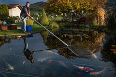 Ralph Knüsel behandelt die Koi-Fische der Familie Sidler in Küssnacht. (Bild: Boris Bürgisser)
