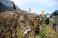 Impressionen von der Urner Grossviehschau in Altdorf. (Bild: Urs Hanhart)