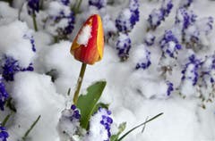 Eine geschlossene Tulpenblüte mit Schneehäubchen. (Bild: Keystone)