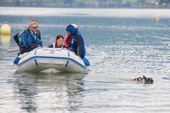 ... danach sind die Tiere auch in Bezug auf die Koordination gefordert, vor allem, wenn es darum geht, Boote mit einer fünfköpfigen Besatzung an Land zu ziehen. (Bild: Maria Schmid / Neue ZZ)