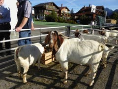 Bilder: Priska von Flüe und Gabi Schmidlin