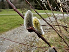 Die Natur ist eine sehr "talentierte Künstlerin". Fotografiert auf dem Salzfass-Weg nach Luzern. (Bild: Margrith Imhof-Röthlin)
