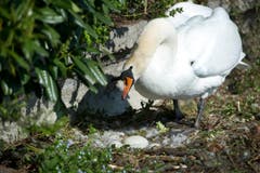... und das Schwanenweibchen setzt sich wieder auf das Gelege. Es macht den Anschein, als wäre nichts passiert. (Bild: Corinne Glanzmann (Neue NZ))