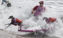 Dog surf competition in Huntington Beach (Bild: Keystone)