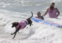 Dog surf competition in Huntington Beach (Bild: Keystone)