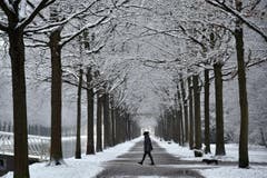 Eine winterliche Allee in Kassel (D). (Bild: EPA/UWE ZUCCHI)