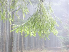 Mystische Stimmung im Bogetenwald, am Karfreitag. (Bild: Josef Habermacher)