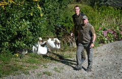 Eierstechen bei einem Schwannenest in Ennetbürgen: Unsere Zeitung begleitet die Wildhüter Fabian Bieri und Hubert Käslin bei ihrer Arbeit. (Bild: Corinne Glanzmann (Neue NZ))