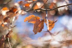 In Hämikon hängt immer noch herbstliches Laub. Aber hoffentlich nicht mehr lange. (Bild: Petra Jung)