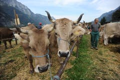 Impressionen von der Urner Grossviehschau in Altdorf. (Bild: Urs Hanhart)