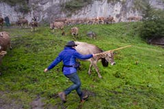 Ceremonial driving down of cattle (Bild: Keystone / Urs Flüeler)