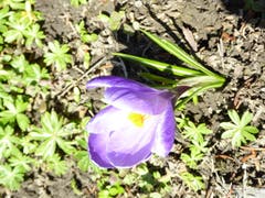 Der Frühling zaubert wieder die schönsten Farben. (Bild: Josef Habermacher)