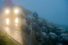 Ceremonial driving down of cattle (Bild: Keystone / Urs Flüeler)