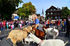 Einige Impressionen des 6. Alpabzugs in Kerns. (Bild: Markus von Rotz)