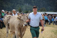 Impressionen von der Urner Grossviehschau in Altdorf. (Bild: Urs Hanhart)