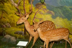 Impressionen einer Ausstellung über Nordkoreas typische Tierwelt. (Bild: Martin von den Driesch)