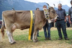 Die neue Miss OB-Champion Pia mit Besitzer Josef Kempf, Isenthal. (Bild: Urs Hanhart)