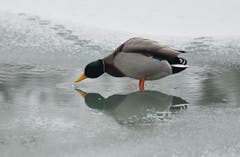 Ein Erpel trinkt im Weiher auf einer dünnen, verschneiten Eisfläche im Hellbrunner Schlosspark in Salzburg. (Bild: KEYSTONE/APA/BARBARA GINDL)