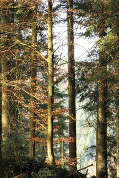 Mit offenen Augen und Ohren durch den Wald gehen – Einige nennen dies Waldbaden. (Bild: Irene Wanner)