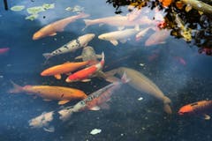 Knüsel schaut natürlich auch darauf, wie die Fische genährt und ob sie fit genug sind, die kalte Jahreszeit zu überstehen. (Bild: Boris Bürgisser)