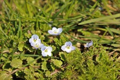 Katzenäglein- auch ein Zeichen, dass der Frühling naht (Bild: Irene Wanner)