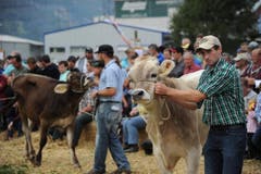 Impressionen von der Urner Grossviehschau in Altdorf. (Bild: Urs Hanhart)