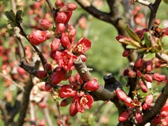 Was für ein Zufall, rot ist dieses Jahr total im Trend ! Aufgenommen in Berchtwil, Rotkreuz. (Bild: Margrith Imhof-Röthlin)