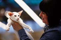 Thea Friskovec bewertet eine weisse Siamesen-Katze. (Bild: Christof Borner-Keller / Neue ZZ)