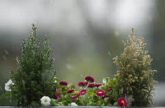 Eine Blumenkiste im Schneegestöber. (Bild: Keystone)