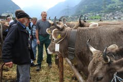 Impressionen von der Urner Grossviehschau in Altdorf. (Bild: Urs Hanhart)