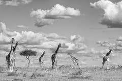 Auf der Shortlist in der Kategorie "Natur & Tiere" (Bild: Richard Garvey-Williams)