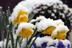 Heftiger Schneefall versetzt Osterblumen in Kerns in ein winterliches Weiss. (Bild: Keystone)