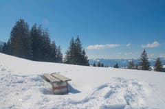 Auf dem Wirzweli liegt noch viel Schnee. (Bild: Regula Aeppli)