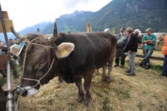 Impressionen von der Urner Grossviehschau in Altdorf. (Bild: Urs Hanhart)