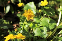 Sumpfdotterblumen findet man an Quellen und Bächen. (Bild: Irene Wanner)