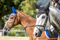 Pferde mit Fliegenohren an den Pferdesporttagen am Freitag, 15. Juli 2016 in Dagmersellen. (Bild: Philipp Schmidli)