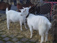 Bilder: Priska von Flüe und Gabi Schmidlin